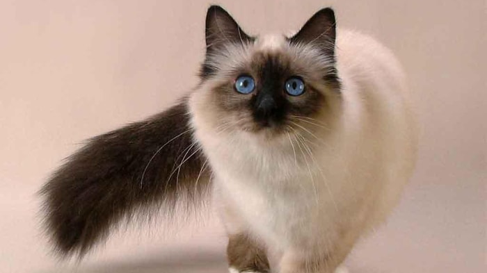 Balinese cat