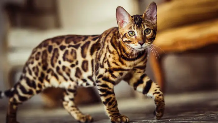 Bengal Cat- Hypoallergenic