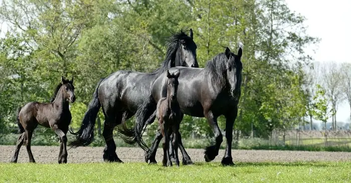 Breeding of Friesians