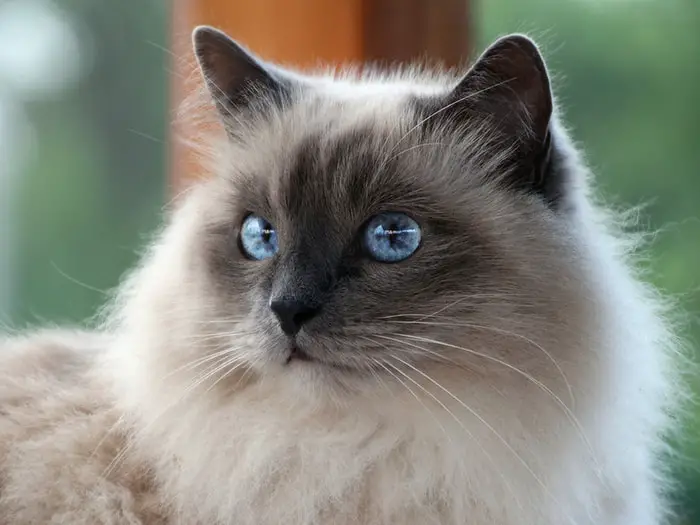 15 Most Common Hypoallergenic Cats Breeds Reviewed For You