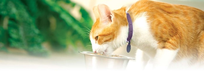 Cat Food