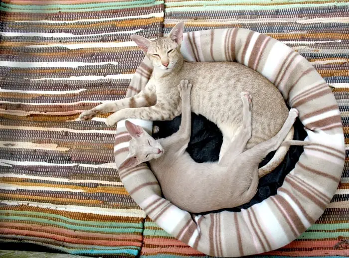 Cat and Kitten