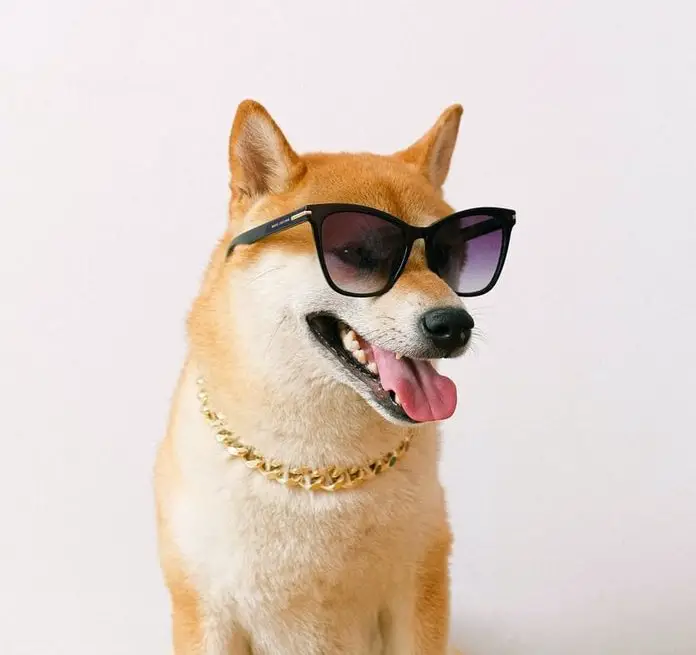 Cataract in Dogs