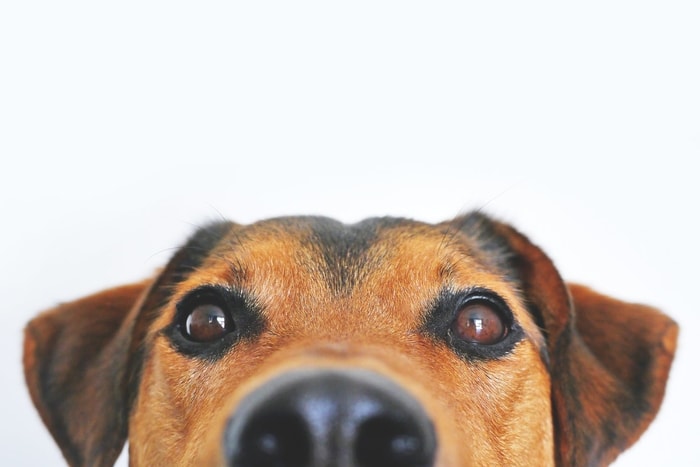 Causes of Cataract in Dogs