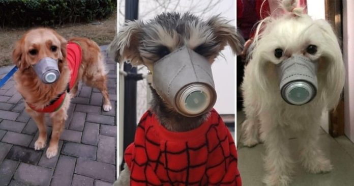 Coronavirus in Dogs