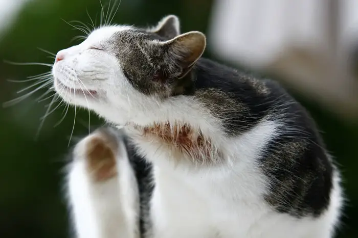 Diagnosis of Cat Allergies