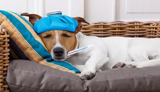 Dog Fever
