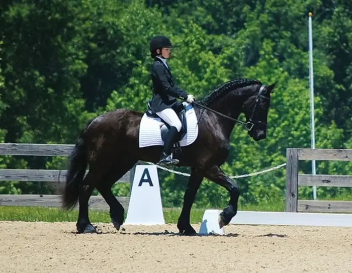 Dressage with Friesians