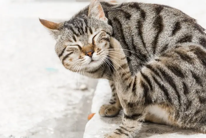 Flea Allergy