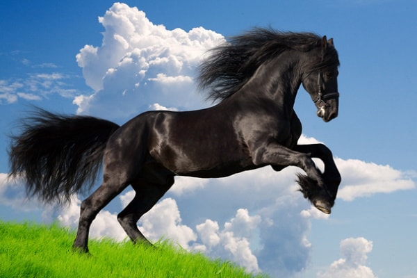 Friesian Horse
