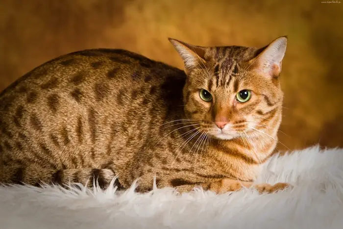 Hypoallergenic Cats- Ocicat