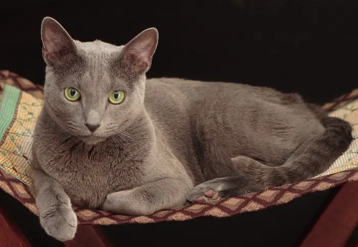 Hypoallergenic Cats- Russian Blue