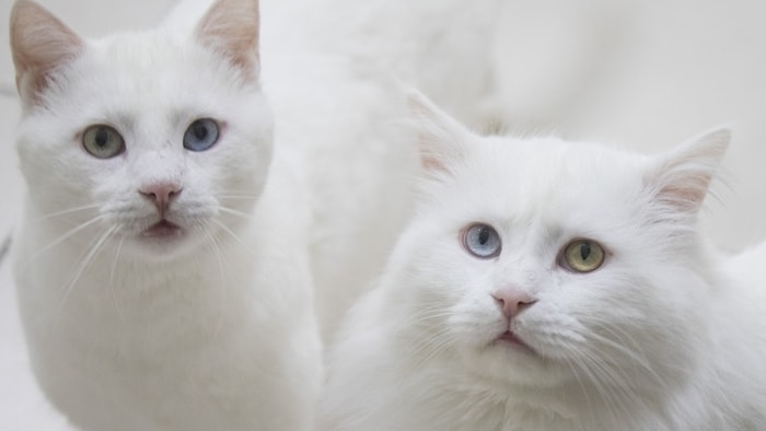Inhalation Cat Allergy