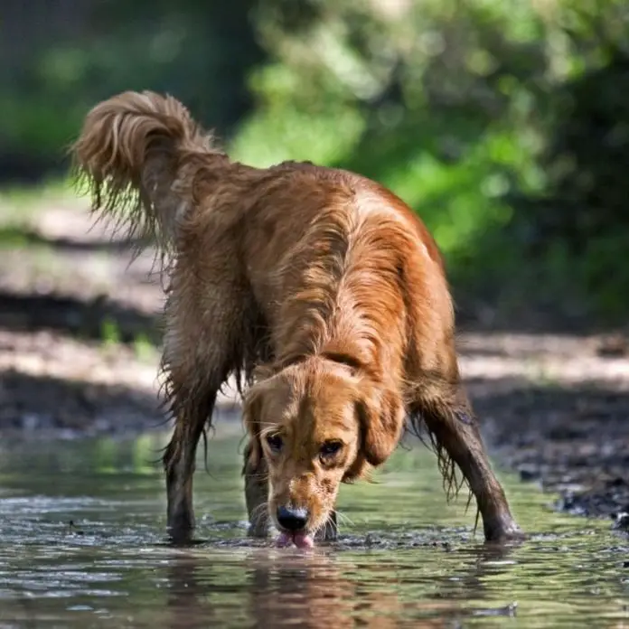 Leptospirosis in Dogs