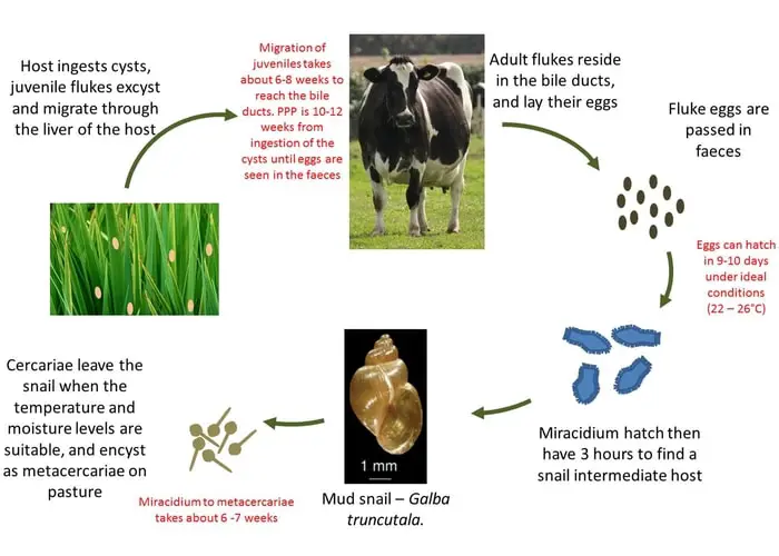 Life cycle of Hepatic Fascioliasis