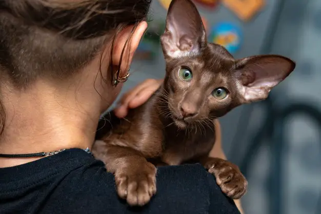 Oriental Shorthair