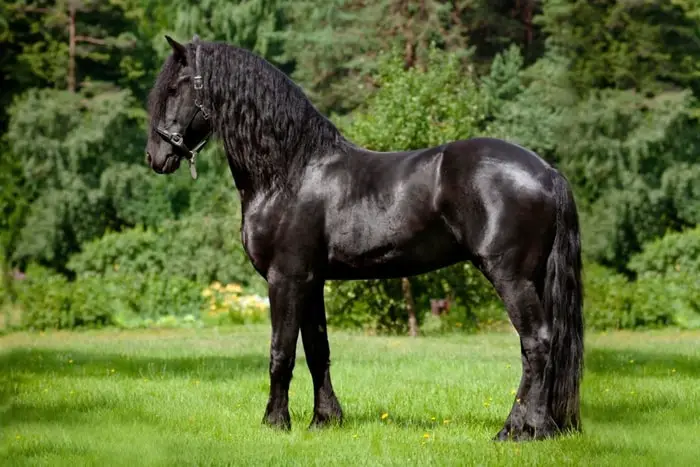 Physical Characteristics of Friesian Horse