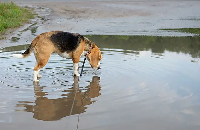 Risk Factors of Leptospirosis in Dogs