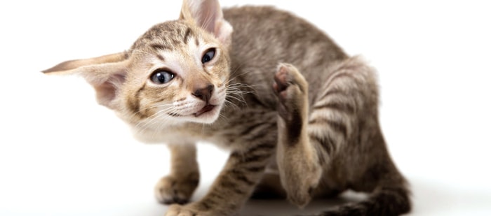 Scratching of Cat
