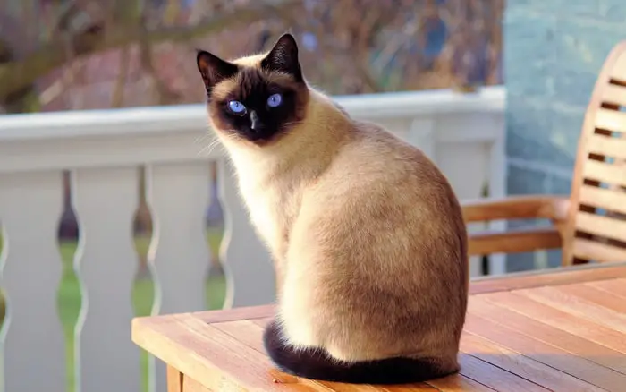 Siamese Cat