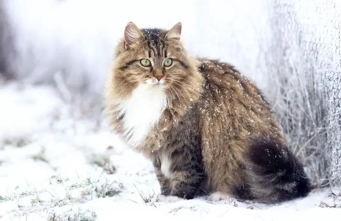 Siberian cat