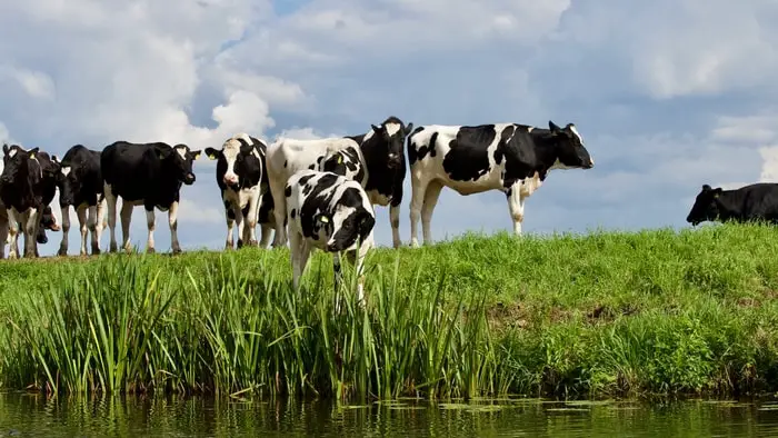 Signs of Liver Fluke in Cattle