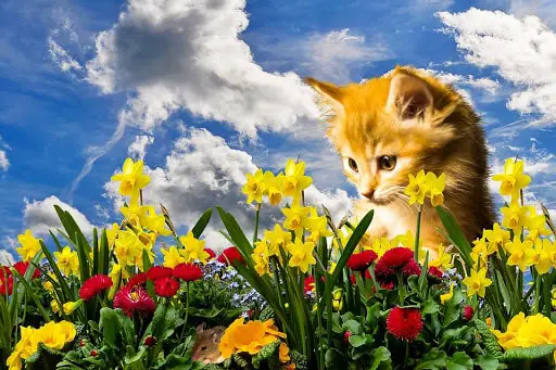 Sources of Cat Allergies