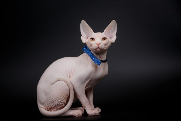 Sphynx Cat