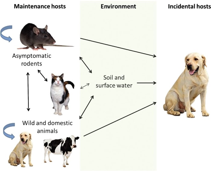 Transmission of Leptospirosis in Dogs