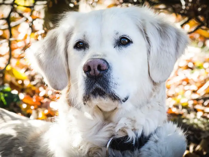 Treatment of Canine Leptospirosis