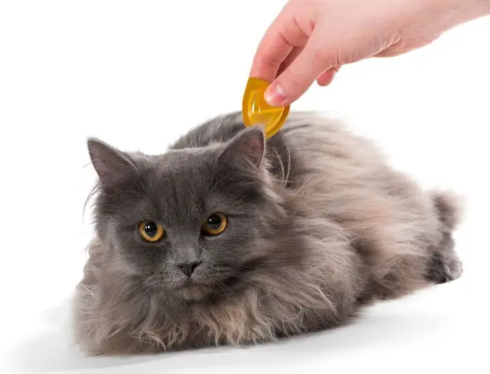 Treatment of Cat Allergy