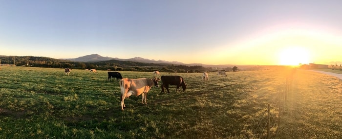 Treatment of Liver Fluke in Cattle