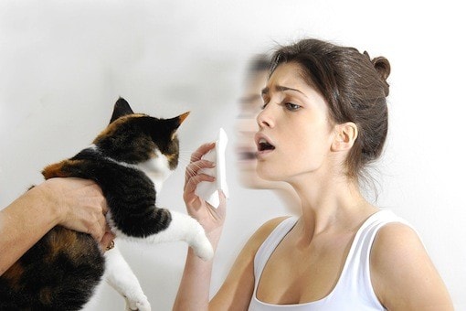 Types of Cat Allergies