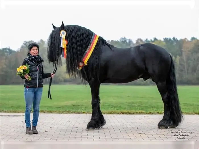 Versatile Use of Friesian Horse