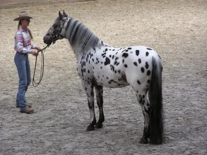 Appaloosa Horse facts