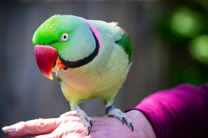 Attractive House Birds