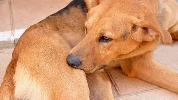 Biting or Itching by the Dog