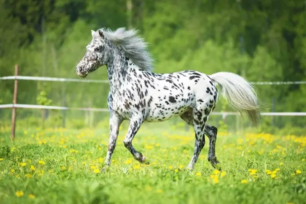 Breeding of Appaloosa