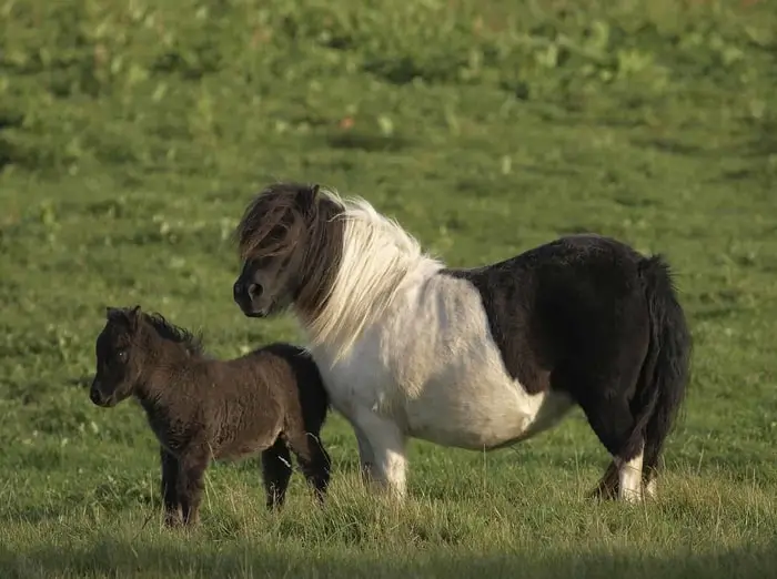 Breeding of Miniature Horse