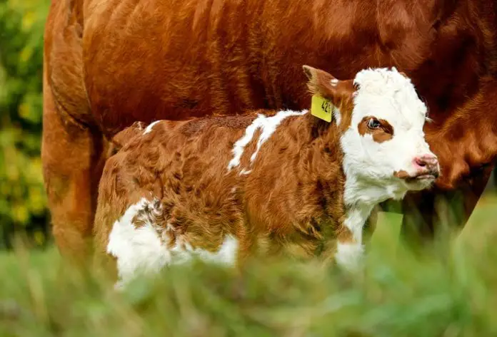 Calf Scour
