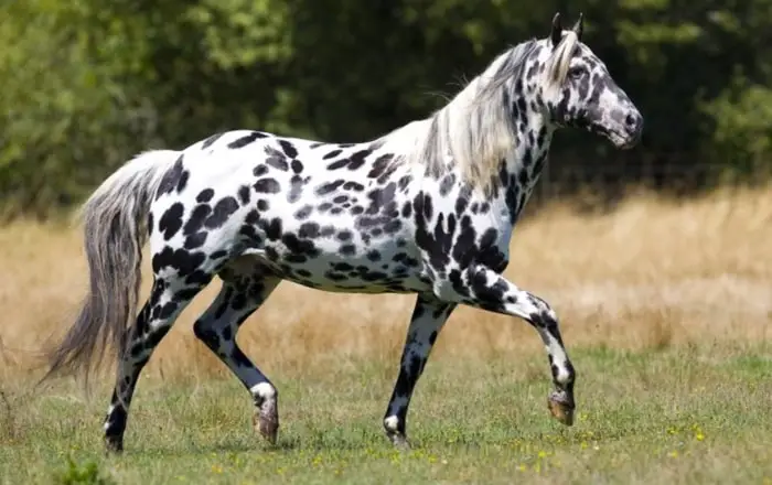 Care and Management of Appaloosa