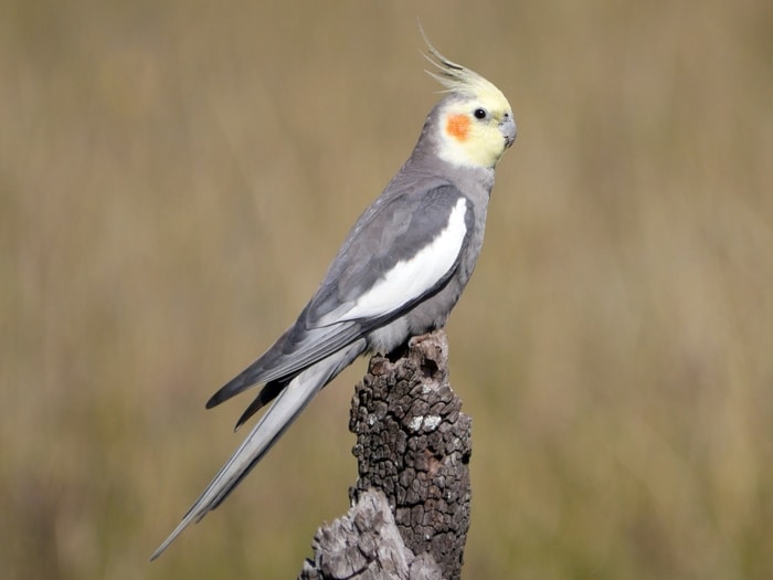 Cockatiels