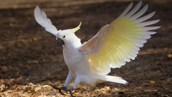 Cockatoos