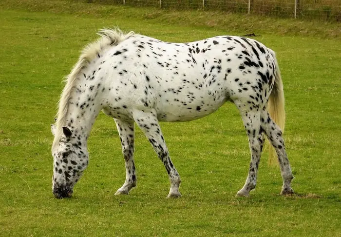 Color and Marking of Appaloosa Horse