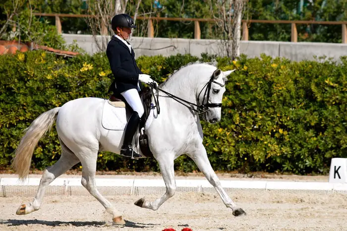 Dressage By Andalusian