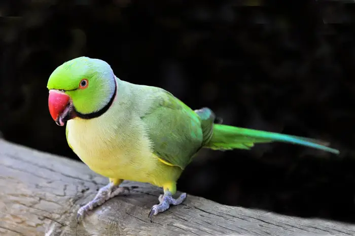 Excellent House Birds