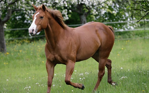 Exercise of Horse