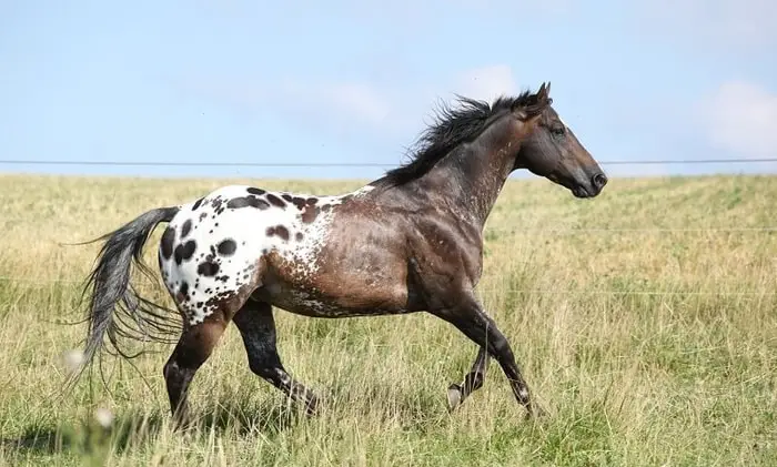 Health Problem of Horse