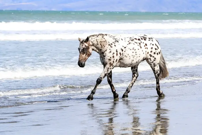 History of Appaloosa Horse