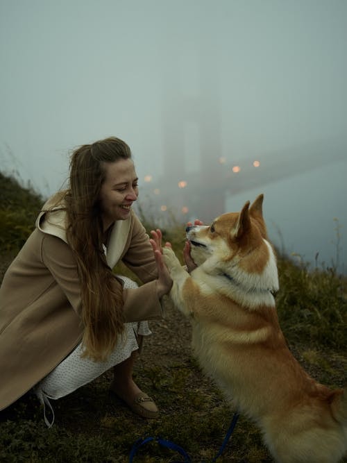 Hookworm in Dogs
